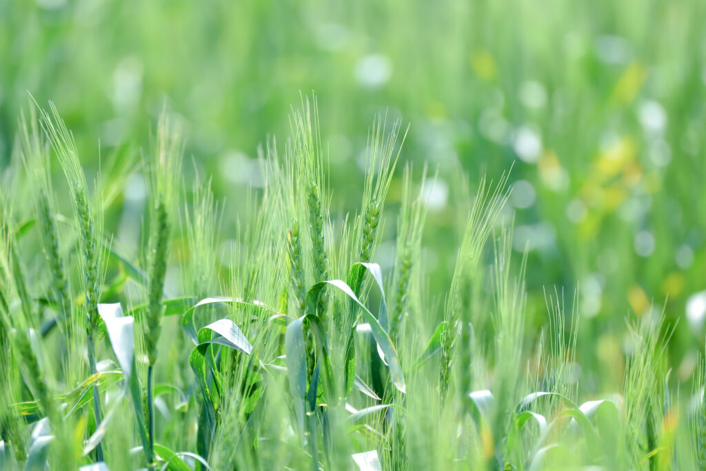 オーガニック麺はなぜ良い？製麺所が教える選び方と魅力